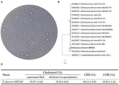 Enterococcus faecium GEFA01 alleviates hypercholesterolemia by promoting reverse cholesterol transportation via modulating the gut microbiota-SCFA axis